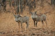 warthogs-safari-african-tanzania-686978.jpg