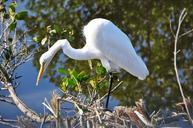 egret-florida-white-bird-wildlife-707084.jpg