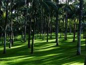 meadow-grass-palm-tree-forest-406518.jpg