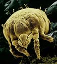 citrus-yellow-mite-macro-989500.jpg