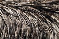 emu-feathers-emu-feather-332572.jpg