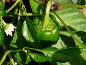 bell-pepper-plant-pepper-shrub-61726.jpg