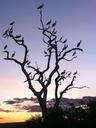 tarangire-safari-tree-africa-76483.jpg