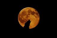 full-moon-moon-wolf-howl-948567.jpg