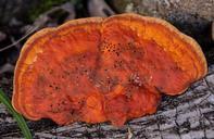 fungus-orange-decay-wood-forest-433559.jpg