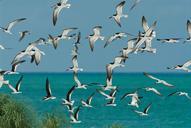 flight-take-skimmers-black-flock-387092.jpg