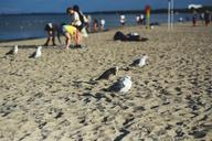 seagulls-birds-sand-beach-sea-791319.jpg