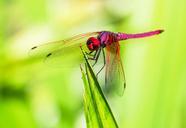 dragonfly-insect-close-365208.jpg