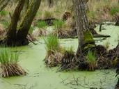 swamp-haunting-nature-mystical-694968.jpg