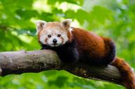 Red Panda (29633480982).jpg