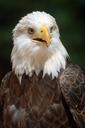 bald-eagle-eagle-bird-nature-512500.jpg