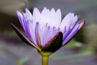 water-lily-nymphaea-leopardess-454715.jpg