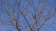 spring-buds-branches-maple-112965.jpg