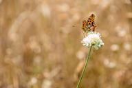 butterfly-nature-insect-animal-828140.jpg