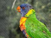 birds-feathers-color-lori-park-1599145.jpg