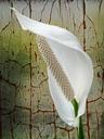 spathiphyllum-flower-white-plant-258609.jpg