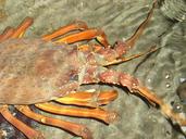 lobster-crayfish-lobster-head-450560.jpg