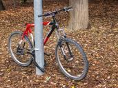 bicycle-tree-bike-old-cyclist-190735.jpg