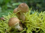 mushroom-moss-forest-brown-nature-566666.jpg