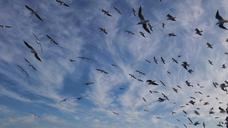 seagulls-clouds-sky-1117018.jpg