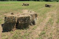 agriculture-alfalfa-bales-square-87581.jpg