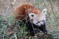 panda-bear-red-panda-709007.jpg