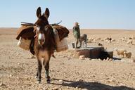 donkey-sahara-desert-tunisia-534906.jpg