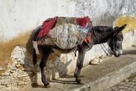 donkey-holiday-morocco-1171230.jpg