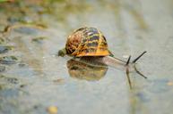 snail-rain-insect-autumn-nature-1305707.jpg