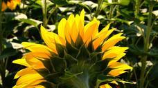 sunflower-yellow-flower-843447.jpg