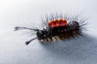 caterpillar-hairy-prickly-close-301265.jpg