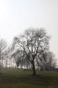 tree-winter-nature-bare-638703.jpg