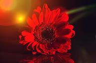 gerbera-flower-blossom-bloom-701161.jpg