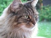 tabby-cat-feline-cute-domestic-775549.jpg