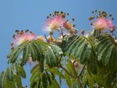 powder-puff-shrub-bush-bloom-375539.jpg