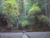 redwoods-amphitheater-forest-stone-1594615.jpg