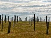 vineyard-field-sticks-agriculture-497782.jpg