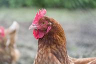 organic-chicken-organic-nature-pen-1407686.jpg