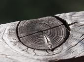 wood-grain-structure-altholz-1242777.jpg