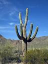 cactus-saguaro-southwest-west-dry-809911.jpg