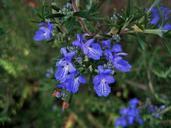 rosemary-flowers-flowers-blue-280976.jpg