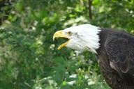 adler-raptor-bald-eagle-62699.jpg