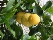 lemons-fruits-tree-yellow-fruit-414552.jpg