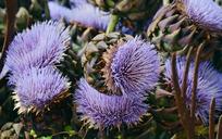 artichokes-artichoke-flower-1639491.jpg