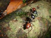 ants-insects-borneo-brown-nature-469150.jpg