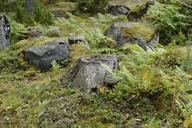 vegetation-sweden-flora-nature-900815.jpg