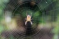 spider-web-spider-web-nature-1195429.jpg