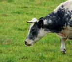 cow-pasture-nature-animal-browser-486988.jpg