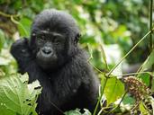 gorilla-baby-mountain-gorilla-1541424.jpg