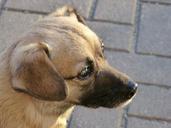 dog-portrait-pet-face-head-close-655811.jpg